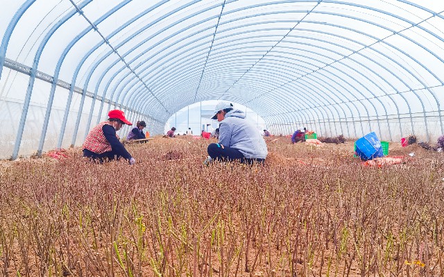 四季玫瑰培育_edit_500273160792097~1.jpg 四季玫瑰培育_edit_500273160792097~1.jpg